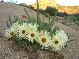 Cephalophyllum pillansii, the day&#039;s work done 
